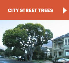 City street Trees