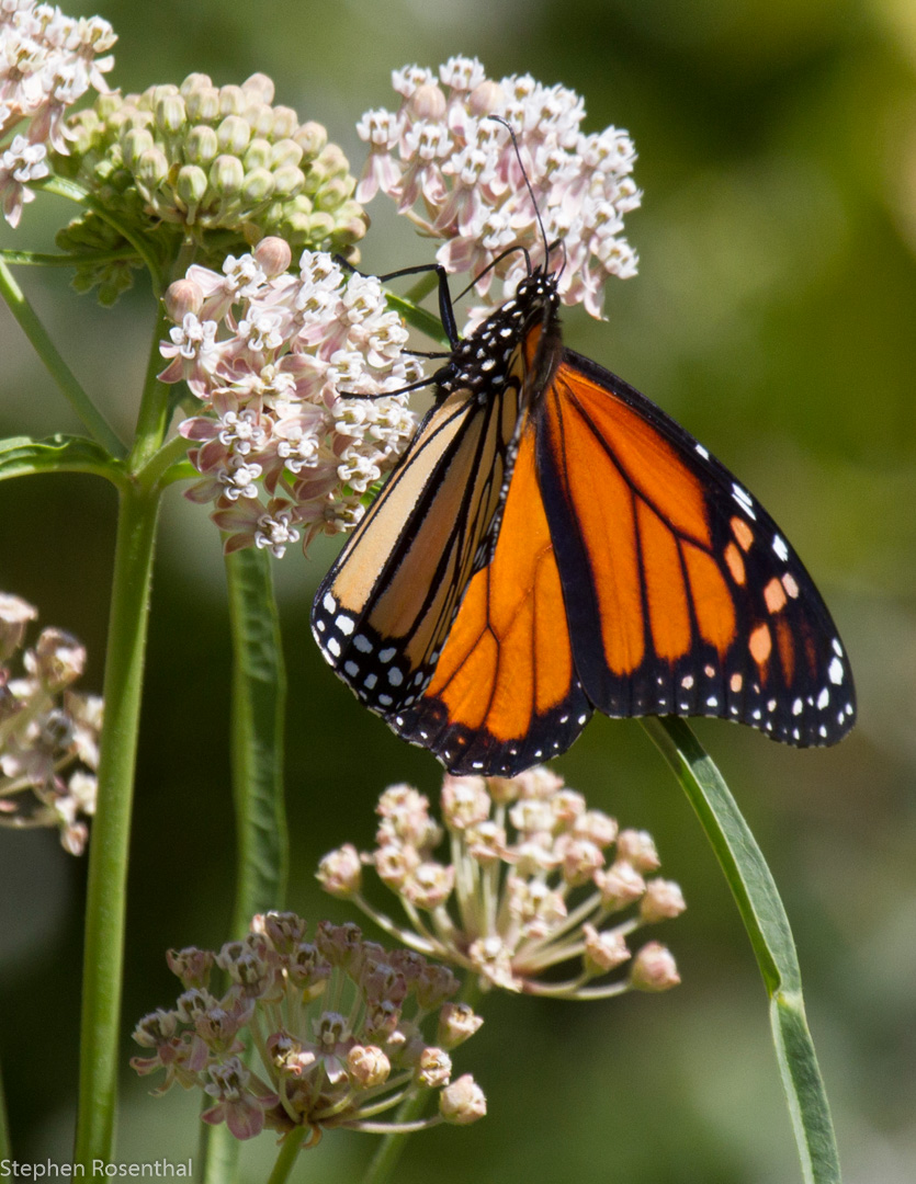 milkweed