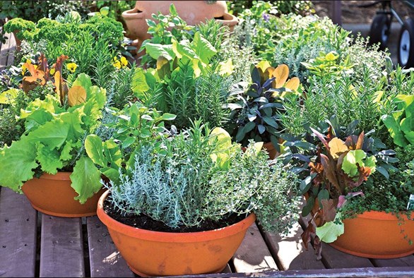 container gardening