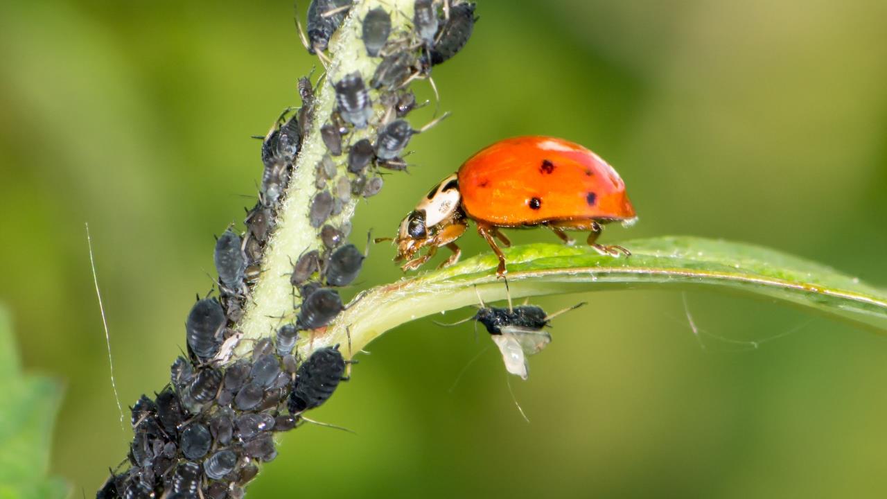 biocontrol