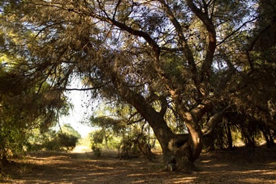 Trees at Ulistac