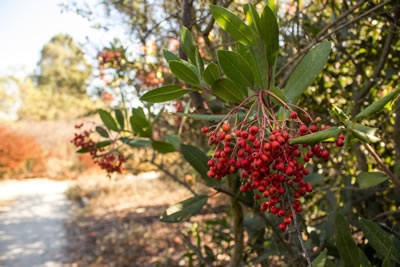 Berries on a tree