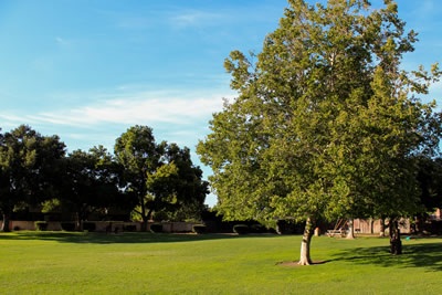 Parkway Park Grassed Area