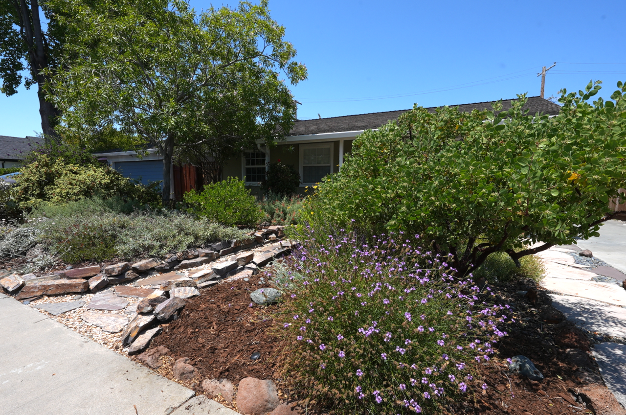 Front yard California native plant garden